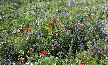 Fashion designer Katherine Hamnett leads calls to ban dangerous herbicides in Hackney.