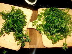 A Stinging Introduction to Eating Nettles!