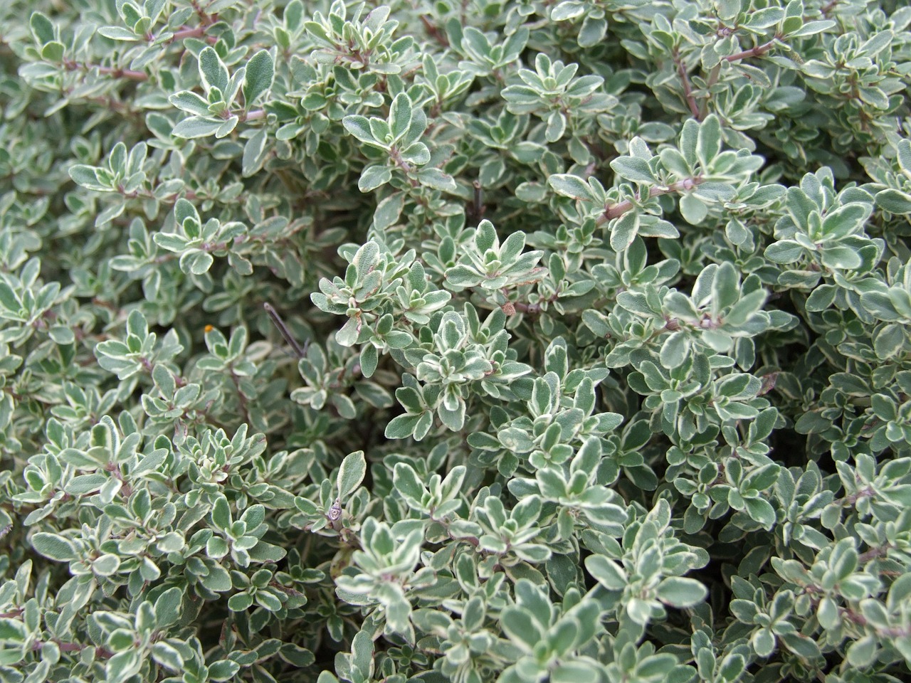 Thyme